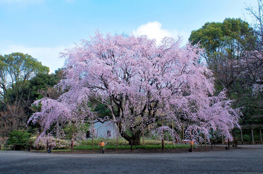 六義園　シダレザクラ（昼）